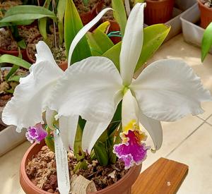 Cattleya mossiae