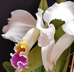 Cattleya mossiae