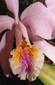 Cattleya mossiae