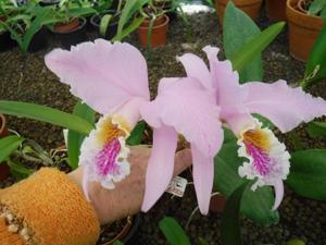 Cattleya mossiae