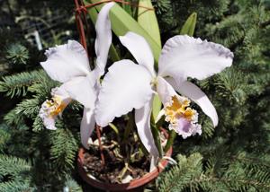 Cattleya mossiae