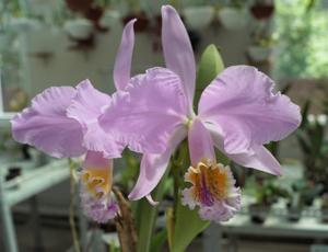 Cattleya mossiae