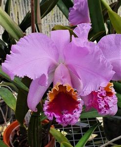 Cattleya mossiae