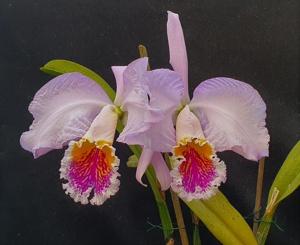 Cattleya mossiae