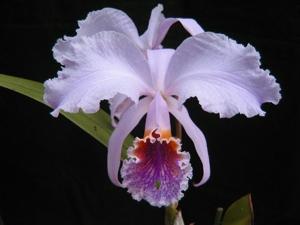 Cattleya mossiae