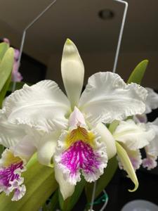 Cattleya mossiae