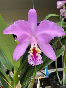 Cattleya mossiae