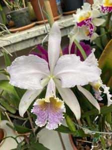 Cattleya mossiae