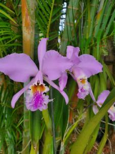 Cattleya mossiae