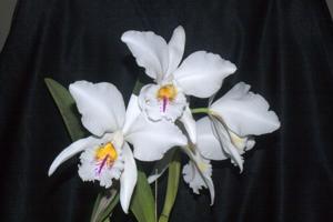 Cattleya mossiae