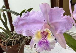 Cattleya mossiae