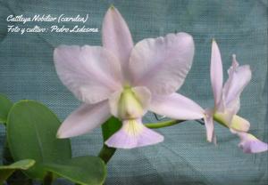 Cattleya nobilior