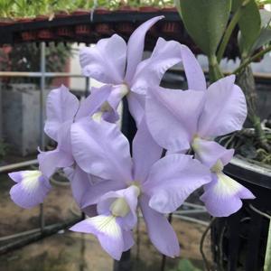 Cattleya nobilior