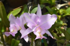 Cattleya nobilior var. amaliae