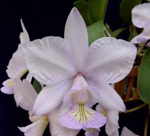 Cattleya nobilior