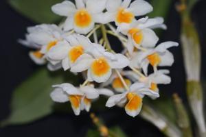 Dendrobium palpebrae