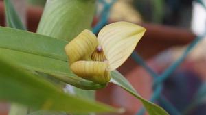 Trigonidium egertonianum