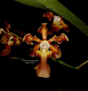 Vanda metusalae