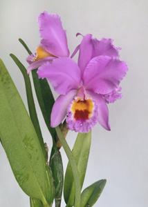 Cattleya percivaliana