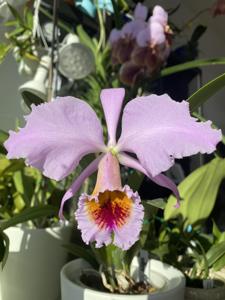 Cattleya percivaliana