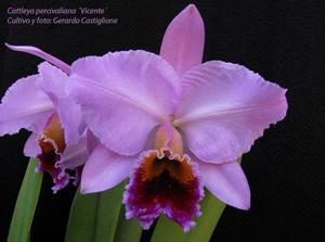 Cattleya percivaliana