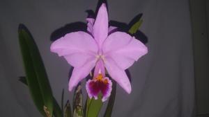 Cattleya percivaliana