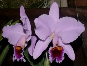 Cattleya percivaliana