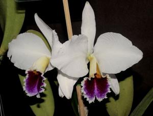 Cattleya percivaliana