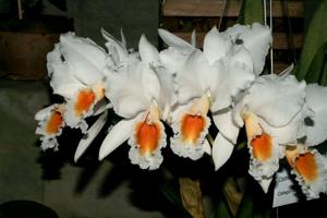 Cattleya percivaliana var. alba