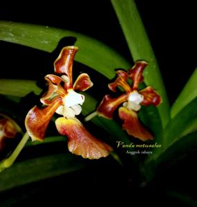 Vanda metusalae