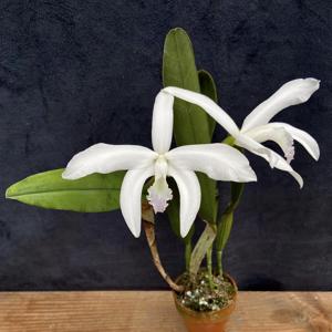 Cattleya perrinii