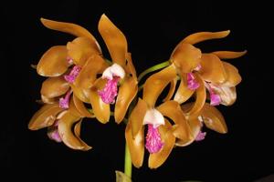 Cattleya porphyroglossa