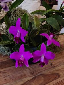 Cattleya pumila