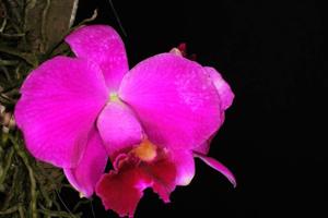 Cattleya pumila