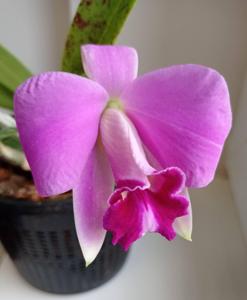 Cattleya pumila