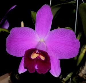 Cattleya pumila