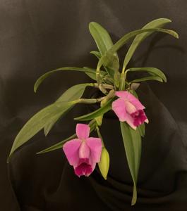 Cattleya pumila