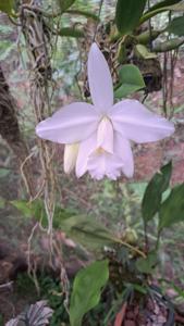 Cattleya pumila