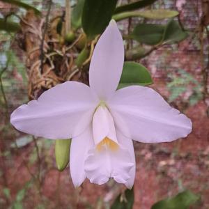 Cattleya pumila