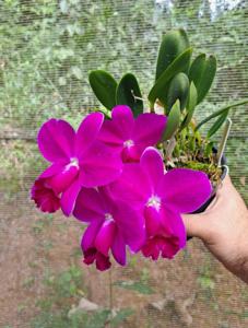 Cattleya pumila