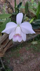 Cattleya pumila