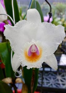 Cattleya quadricolor