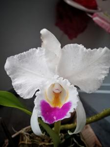 Cattleya quadricolor