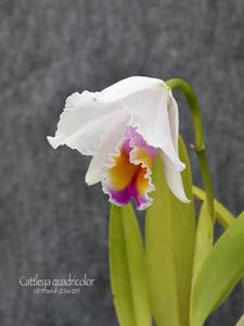 Cattleya quadricolor