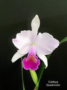 Cattleya quadricolor