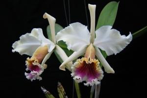 Cattleya rex