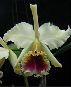 Cattleya rex