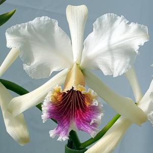 Cattleya rex