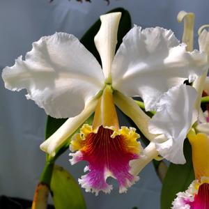 Cattleya rex