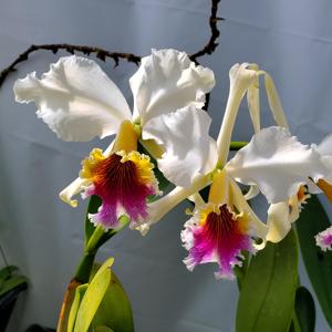 Cattleya rex